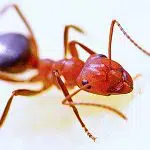 Ant