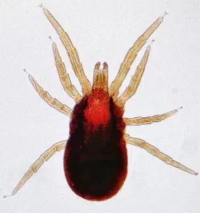 Dermanyssus