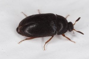 Cockroach two