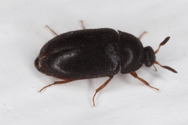 Cockroach two