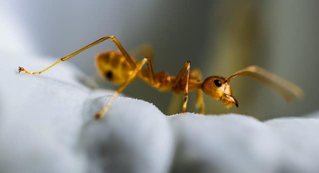 Red Ant inspection Canberra