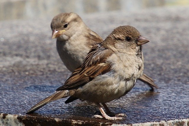 bird control