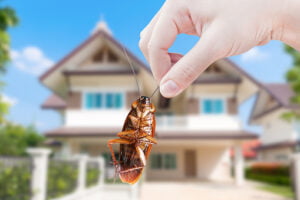 pest control for cockroach