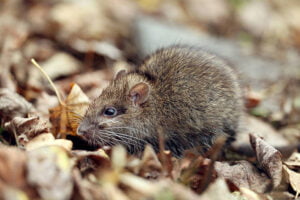rodent control canberra