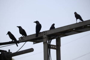 bird prevention