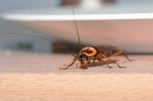 German Cockroach Pest Control