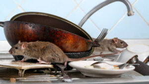Rodent Pest Control Services