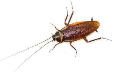 Australian cockroach control canberra
