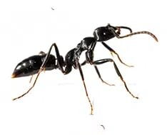 Carpenter Ants Control Canberra