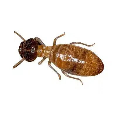 Drywood Termites Control Canberra