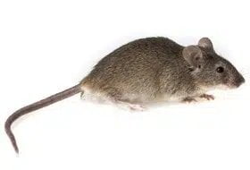 House Mouse control canberra