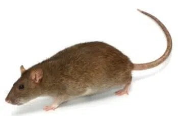 Norway rat control Canberra
