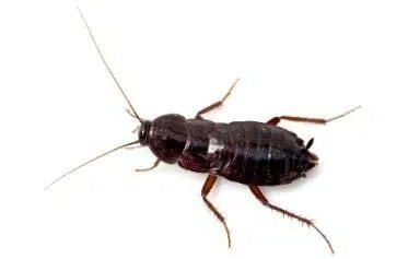 Oriental cockroach control