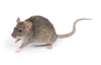 Roof rat Control Canberra