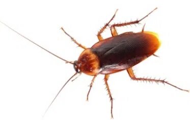 AMERICAN COCKROACHES CONTROL IN CANBERRA