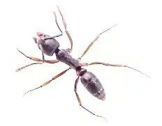 WHITE FOOTED HOUSE ANTS control canberra