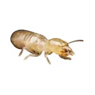 Subterranean termites control canberra