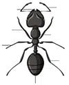 argentina ant control canberra