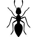 black garden Ants contol canberra