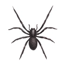 Black house spiders control canberra