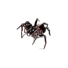 funnel web spider canberra