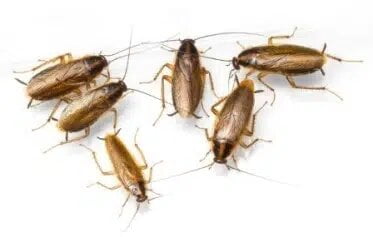 german cockroaches control canberra