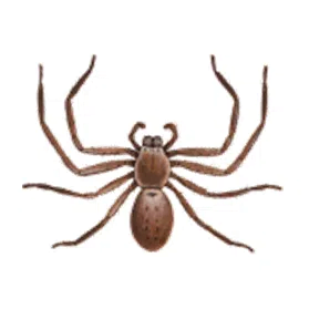 Huntsman spiders control canberra