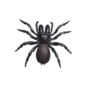 Mouse spiders control canberra