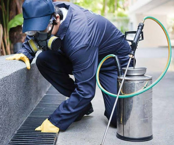 domestic pest control canberra