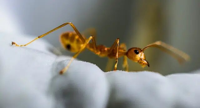Red Ant Control Canberra
