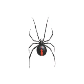 redback spider control canberra