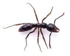 singapore ant control canberra