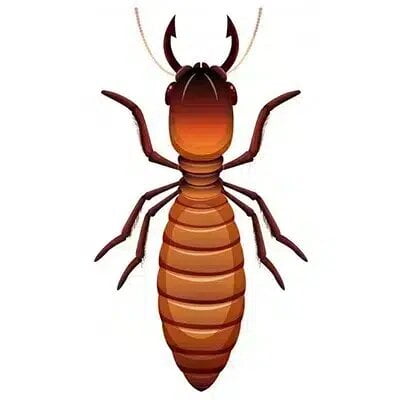 Dampwood termites control canberra