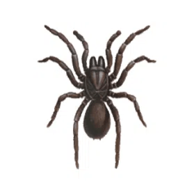 trapdoor Spider control canberra