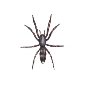 White tailed spiders control
