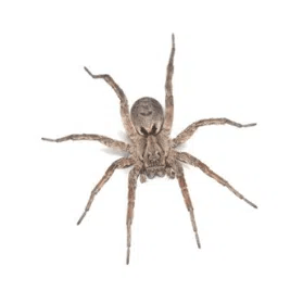 wolf spider control canberra