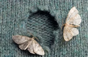 carpet moth pest control canberra