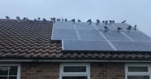 solar panel pigeon proofing