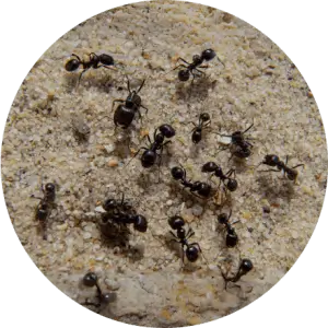 Ant Control