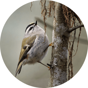 Bird Control
