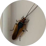 Cockroach control