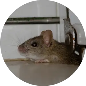 rat control