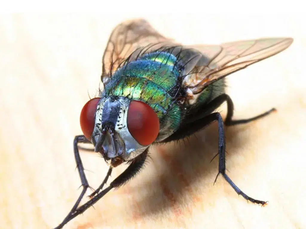 Fly Control Treatment in Canberra