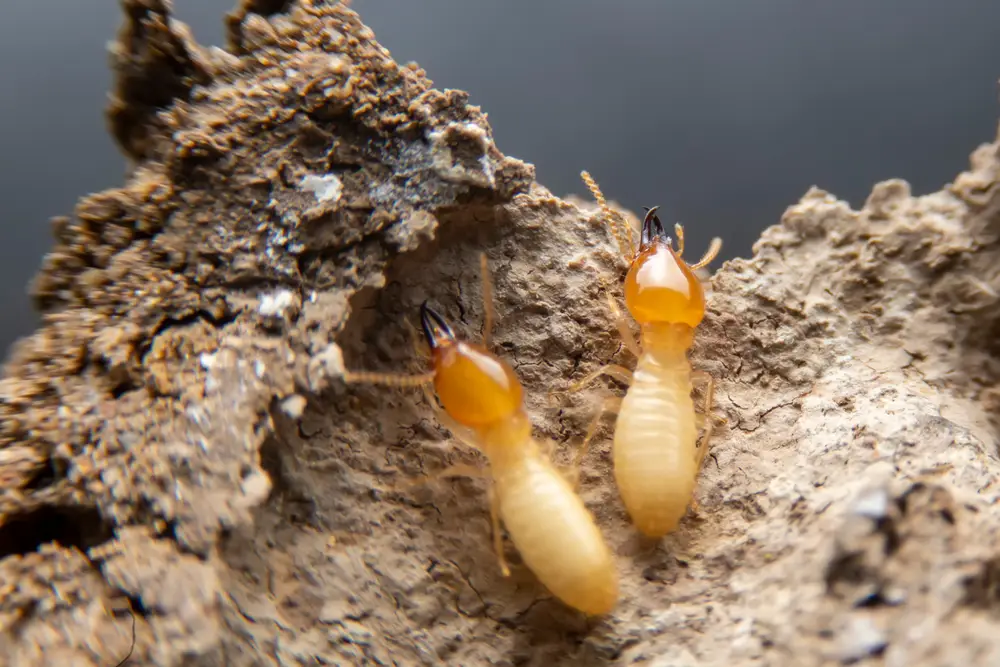Protect Your Investment with Regular Inspections and Termite Treatments