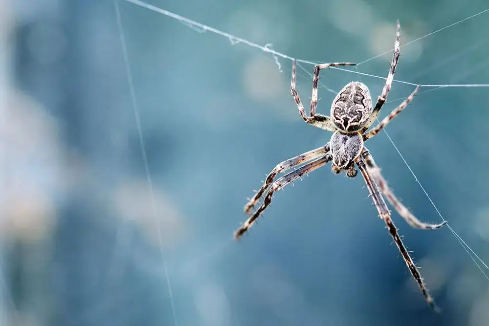 Types Of Spiders