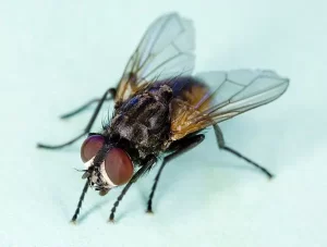 fly control canberra