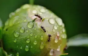 Ant Control Canberra