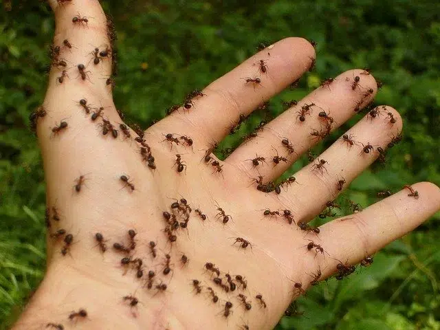 Ants Removal Canberra