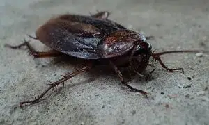 Cockroach Control Canberra