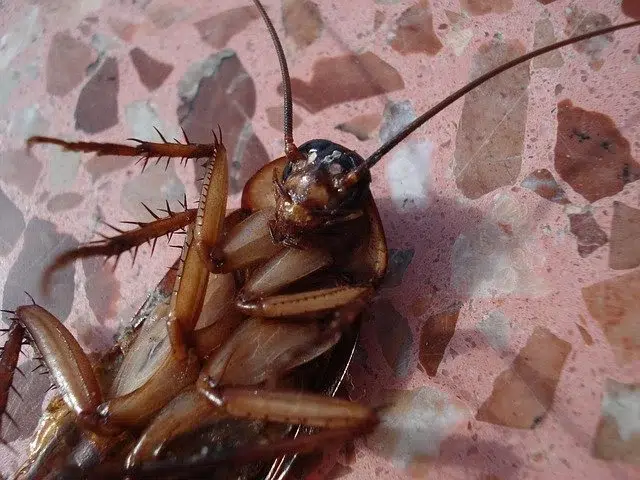 German Cockroach Control Canberra
